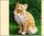 182JNG Фигура садовая: Кошка 